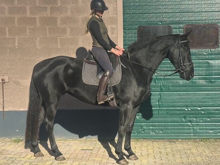 KWPN Mare 5 years 16,2 hh Black in Achtmaal