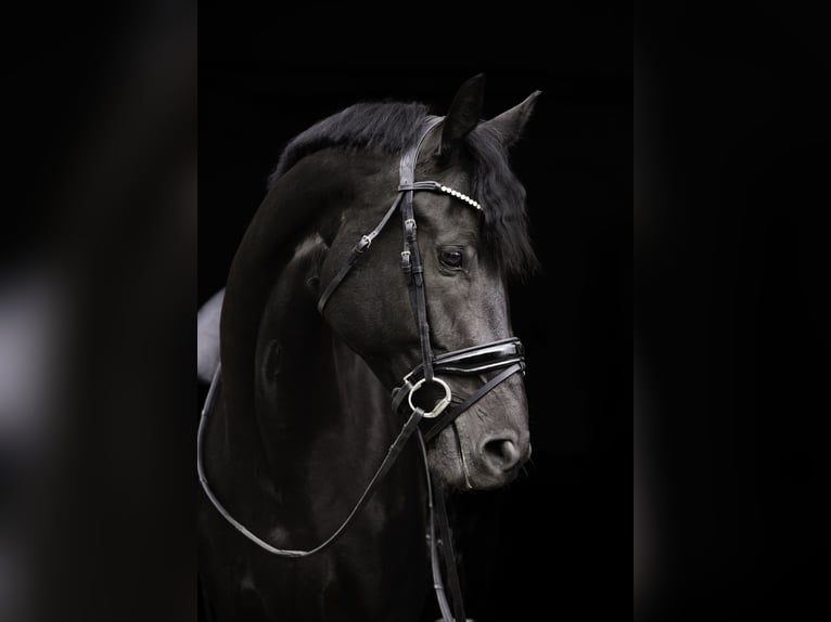 KWPN Mare 5 years 16,2 hh Black in Woerden