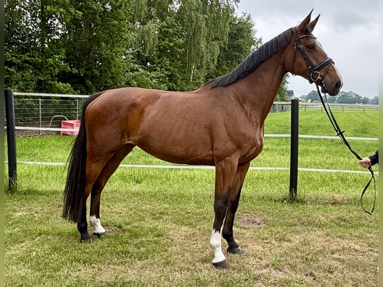 KWPN Mare 5 years 16,2 hh Brown in Herzlake