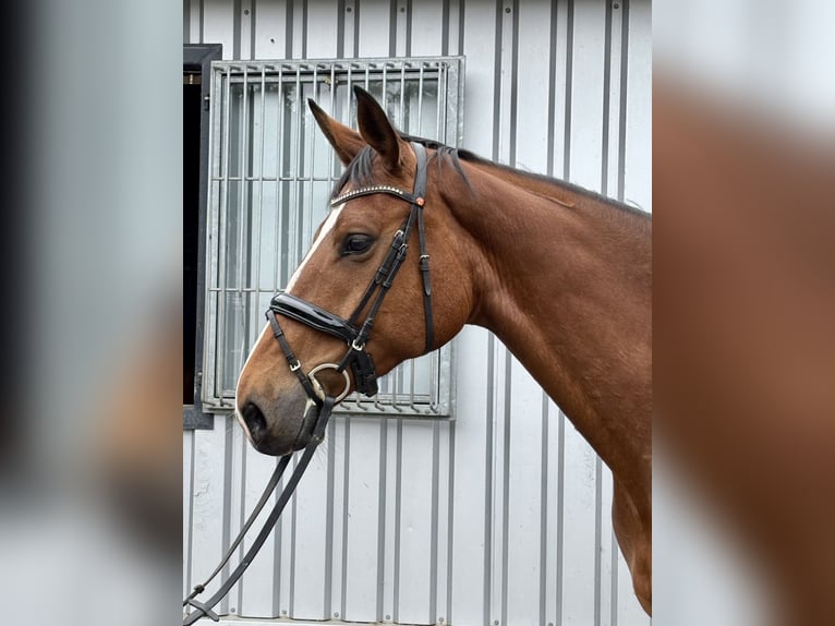 KWPN Mare 5 years 16,2 hh Brown in Herzlake