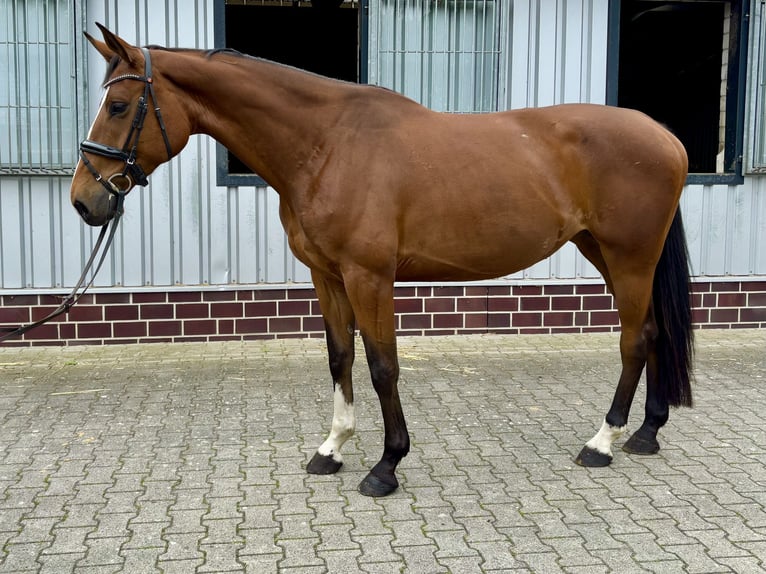 KWPN Mare 5 years 16,2 hh Brown in Herzlake
