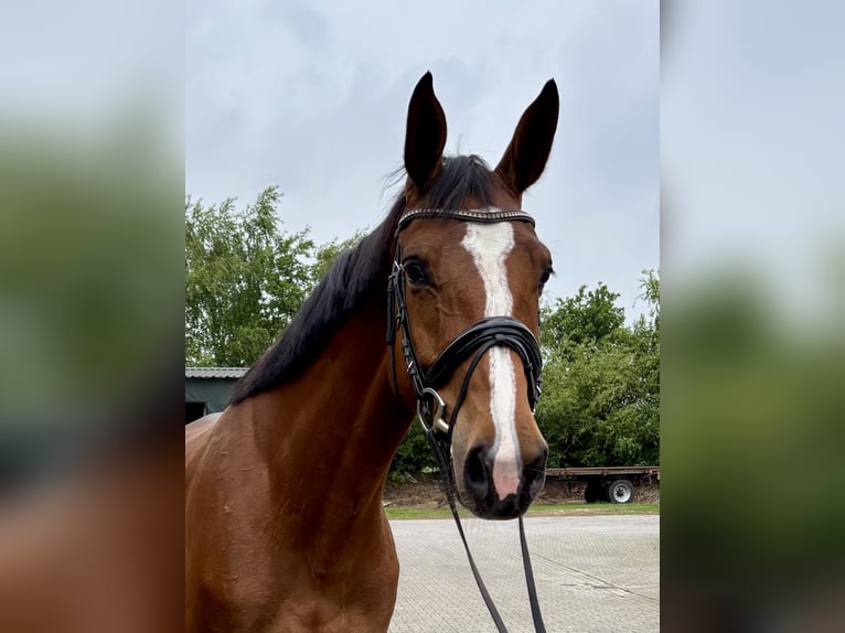 KWPN Mare 5 years 16,2 hh Brown in Herzlake