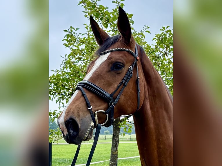 KWPN Mare 5 years 16,2 hh Brown in Herzlake