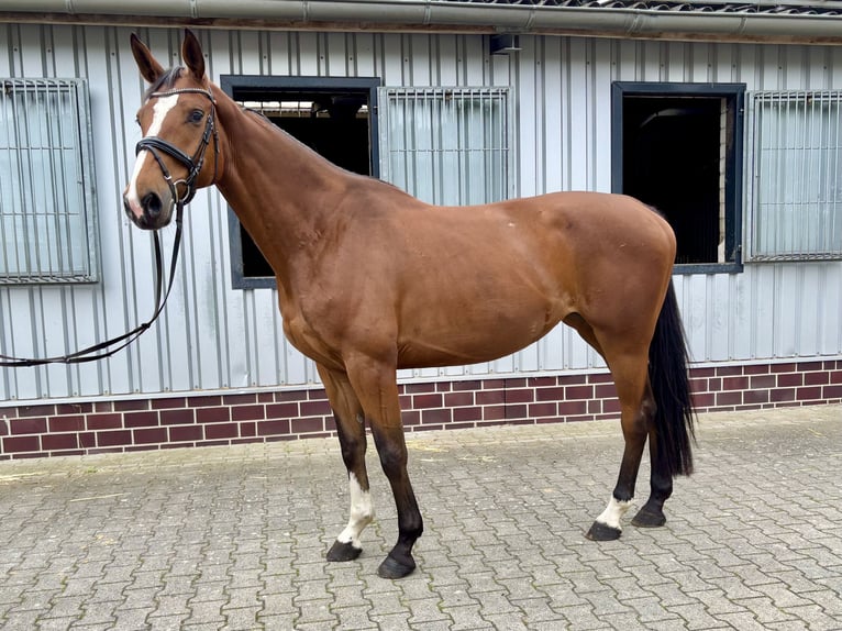 KWPN Mare 5 years 16,2 hh Brown in Herzlake