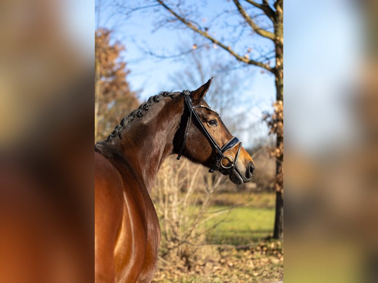 KWPN Mare 5 years 16,2 hh Brown in Rosenheim