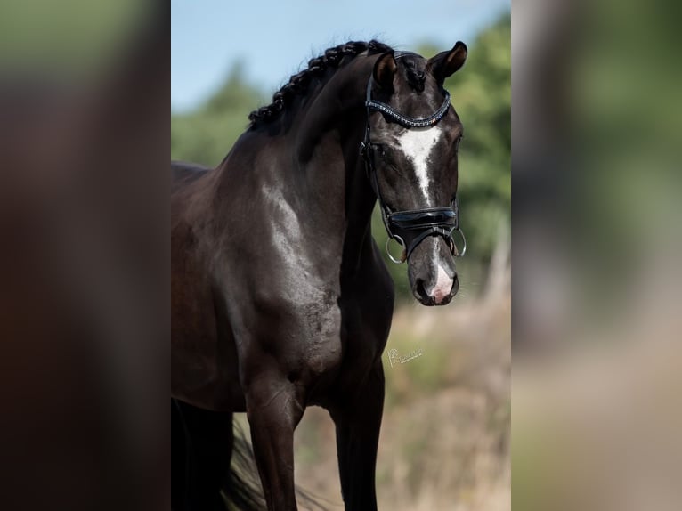 KWPN Mare 5 years 16,2 hh Brown in Peer