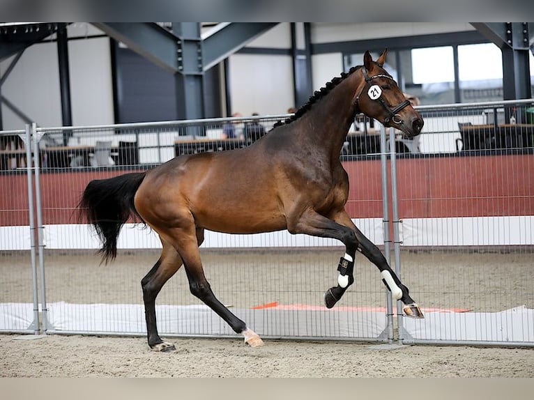 KWPN Mare 5 years 16,2 hh Brown in Swifterbant KWPN Mare 5 years 16,2 hh Brown in Swifterbant