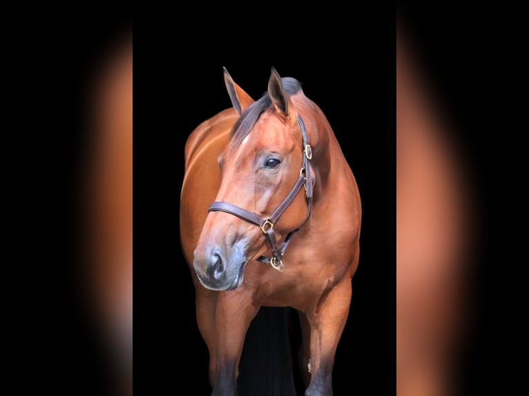KWPN Mare 5 years 16,2 hh Brown in Schw&#xE4;bisch Gm&#xFC;nd