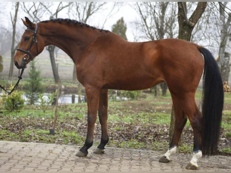 KWPN Mare 5 years 16,2 hh Brown in Békéscsaba