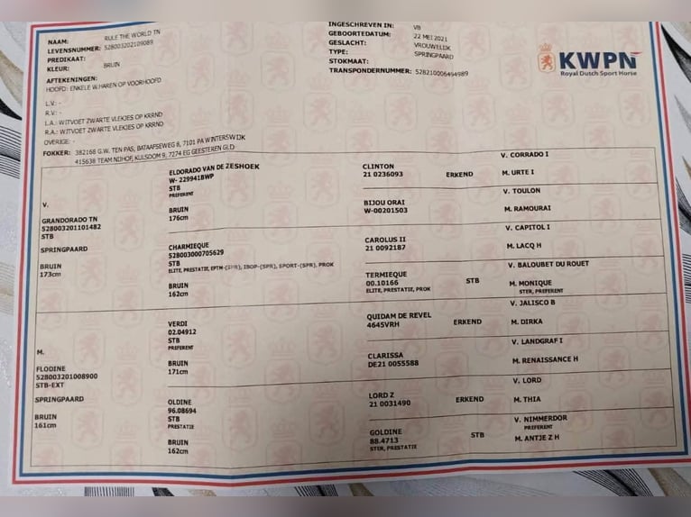 KWPN Mare 5 years 16,2 hh Brown in Békéscsaba