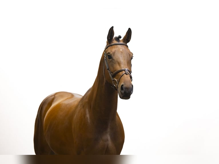 KWPN Mare 5 years 16,2 hh Brown in Waddinxveen