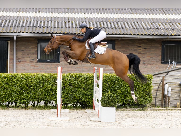 KWPN Mare 5 years 16,2 hh Brown in Waddinxveen