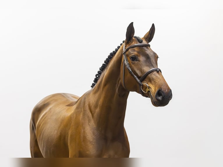 KWPN Mare 5 years 16,2 hh Brown in Waddinxveen