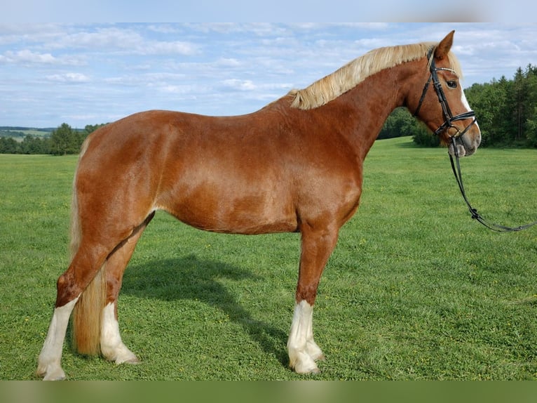 KWPN Mare 5 years 16,2 hh Chestnut-Red in Nidderau
