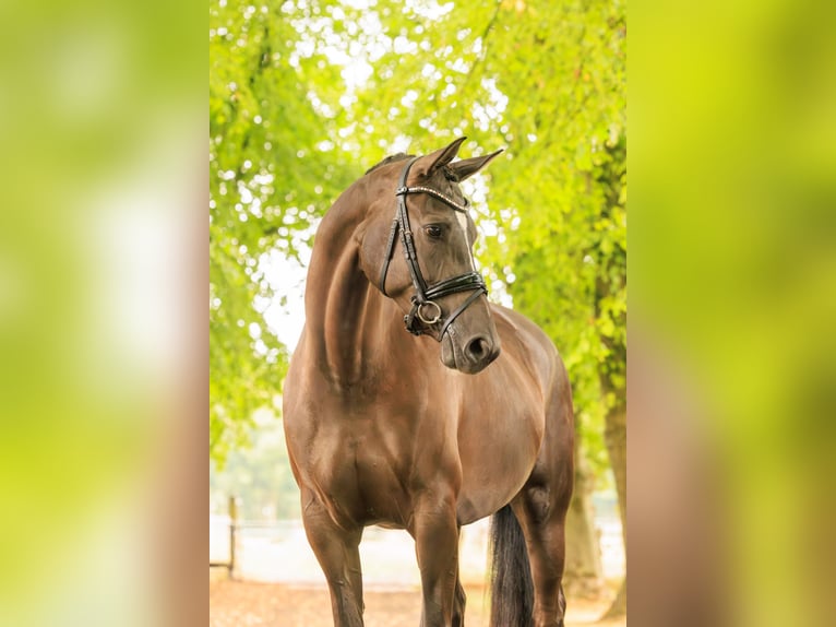 KWPN Mare 5 years 16,2 hh in Nispen