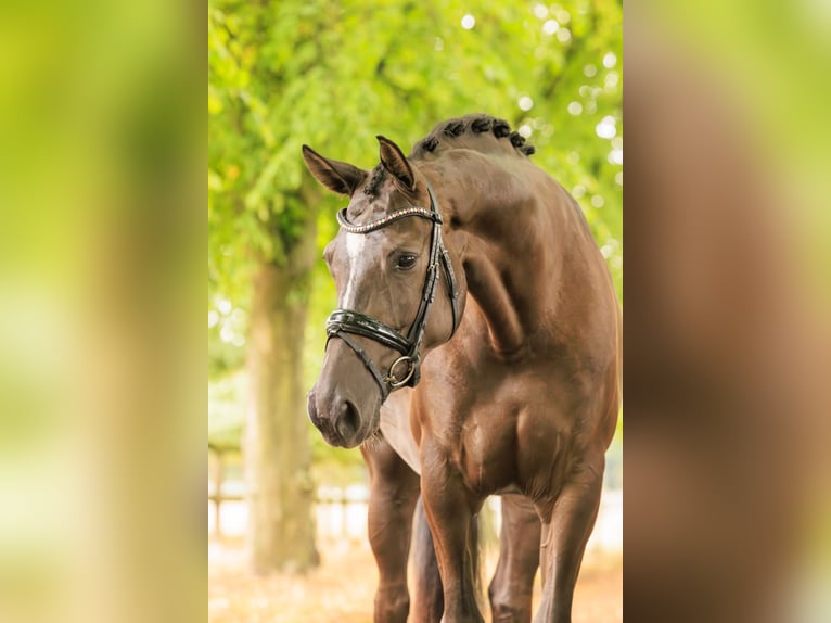 KWPN Mare 5 years 16,2 hh in Nispen