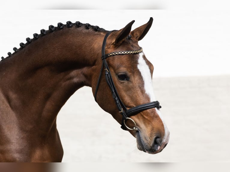KWPN Mare 5 years 16,2 hh  in Heerde