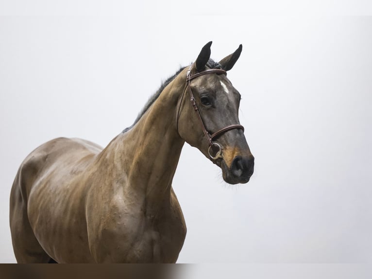 KWPN Mare 5 years 16,2 hh  in Waddinxveen