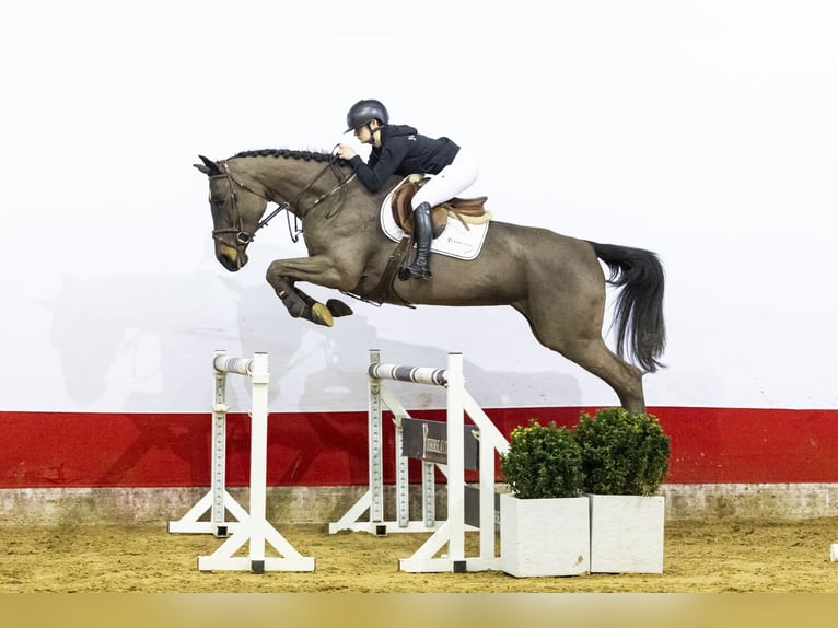 KWPN Mare 5 years 16,2 hh  in Waddinxveen