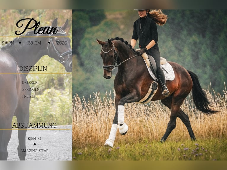 KWPN Mare 5 years 16,2 hh Smoky-Black in Nettersheim