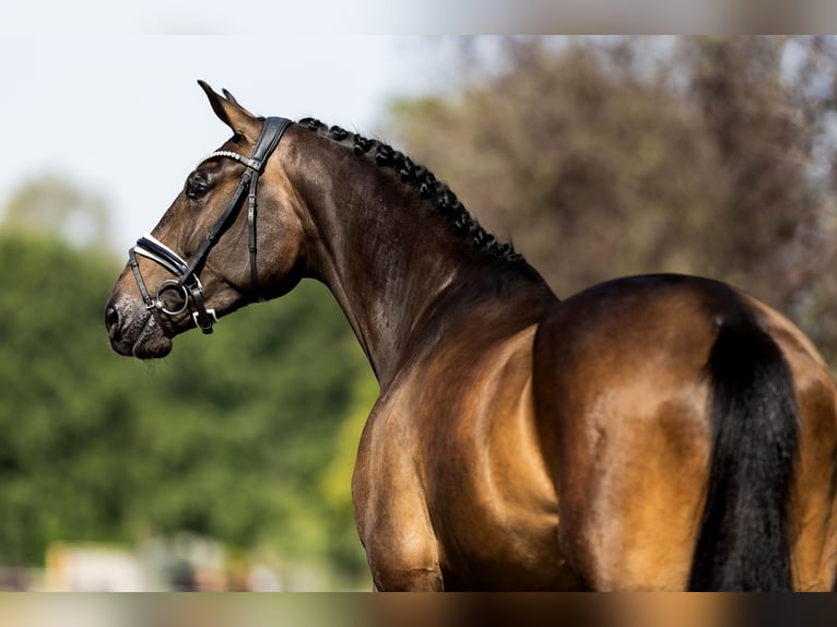 KWPN Mare 5 years 16,3 hh Bay-Dark in Hardinxveld - Giessendam