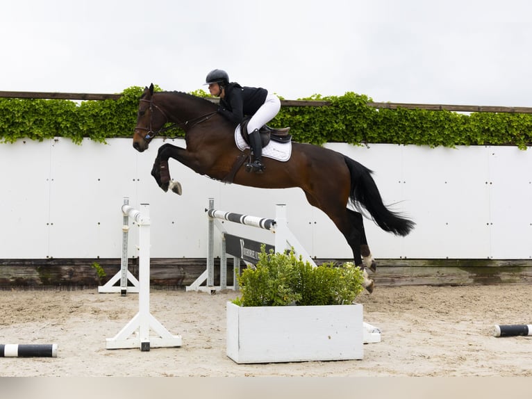 KWPN Mare 5 years 16,3 hh Bay-Dark in Waddinxveen
