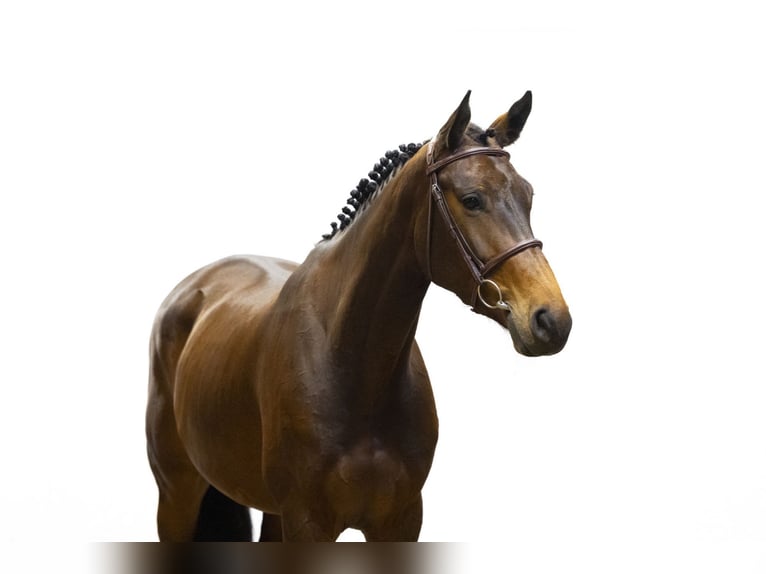 KWPN Mare 5 years 16,3 hh Bay-Dark in Waddinxveen