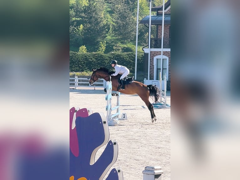 KWPN Mare 5 years 16,3 hh Bay in Lviv KWPN Mare 5 years 16,3 hh Bay in Lviv