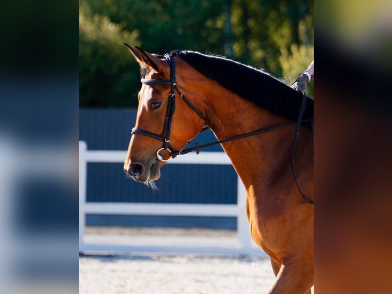KWPN Mare 5 years 16,3 hh Bay in Lviv KWPN Mare 5 years 16,3 hh Bay in Lviv
