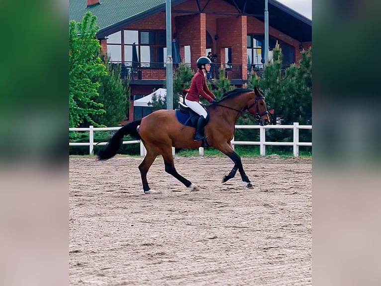 KWPN Mare 5 years 16,3 hh Bay in Lviv KWPN Mare 5 years 16,3 hh Bay in Lviv