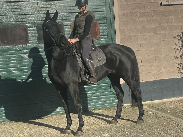 KWPN Mare 5 years 16,3 hh Black in Achtmaal