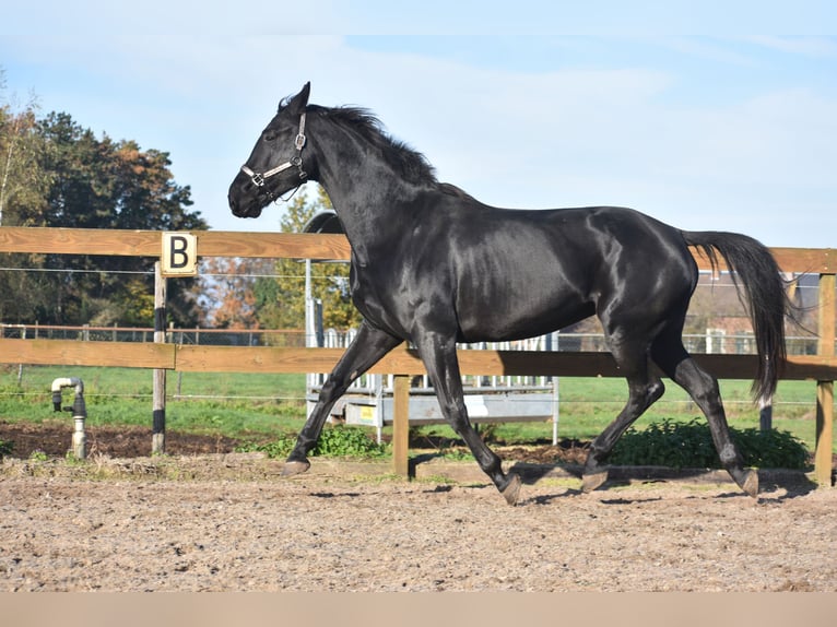 KWPN Mare 5 years 16,3 hh Black in Achtmaal