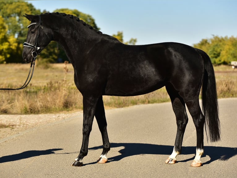 KWPN Mare 5 years 16,3 hh Black in Csabacs&#x171;d