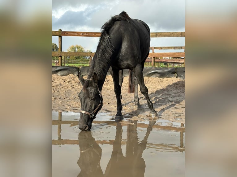 KWPN Mare 5 years 16,3 hh Black in Achtmaal KWPN Mare 5 years 16,3 hh Black in Achtmaal