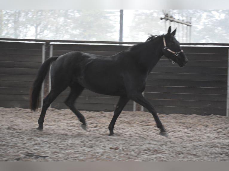 KWPN Mare 5 years 16,3 hh Black in Achtmaal