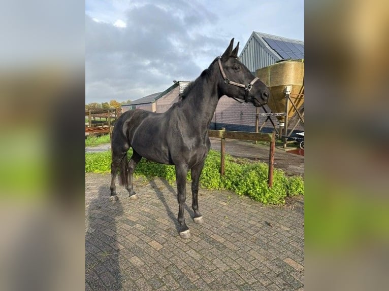 KWPN Mare 5 years 16,3 hh Black in Achtmaal