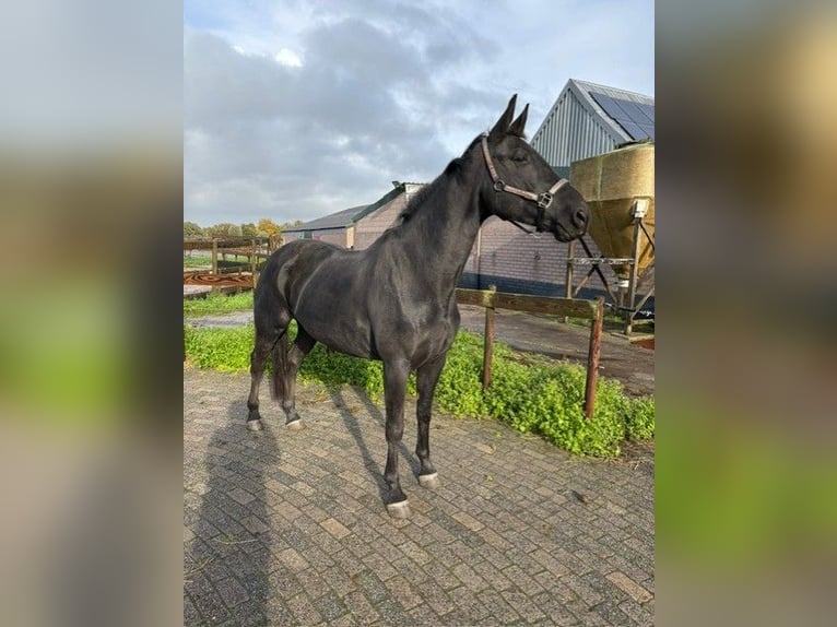 KWPN Mare 5 years 16,3 hh Black in Achtmaal