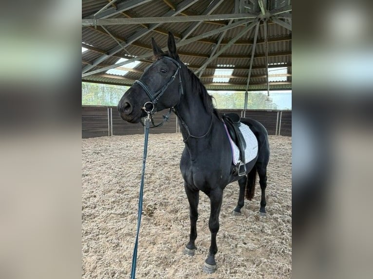 KWPN Mare 5 years 16,3 hh Black in Achtmaal KWPN Mare 5 years 16,3 hh Black in Achtmaal