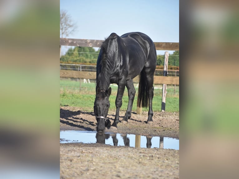KWPN Mare 5 years 16,3 hh Black in Achtmaal