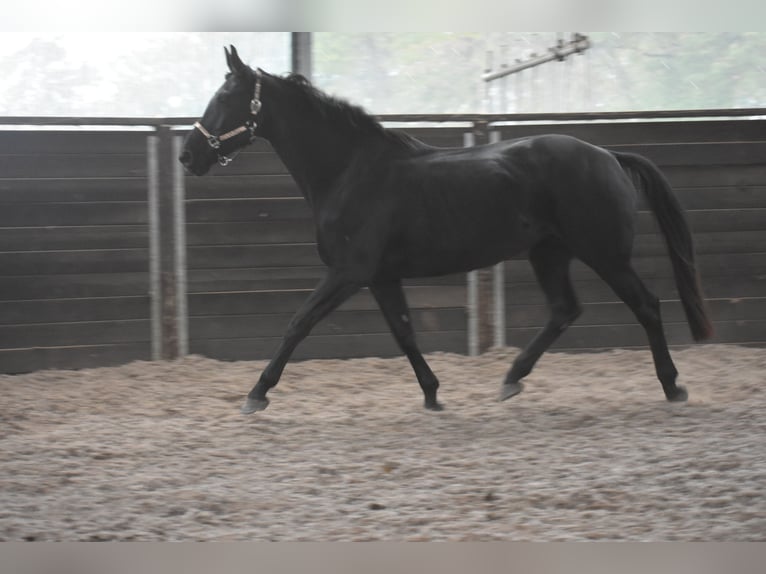 KWPN Mare 5 years 16,3 hh Black in Achtmaal
