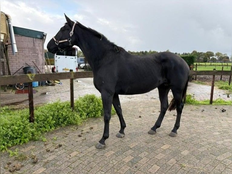 KWPN Mare 5 years 16,3 hh Black in Achtmaal KWPN Mare 5 years 16,3 hh Black in Achtmaal