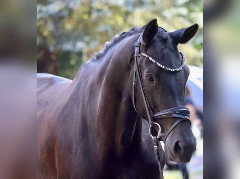 KWPN Mare 5 years 16,3 hh Black in Erftstadt