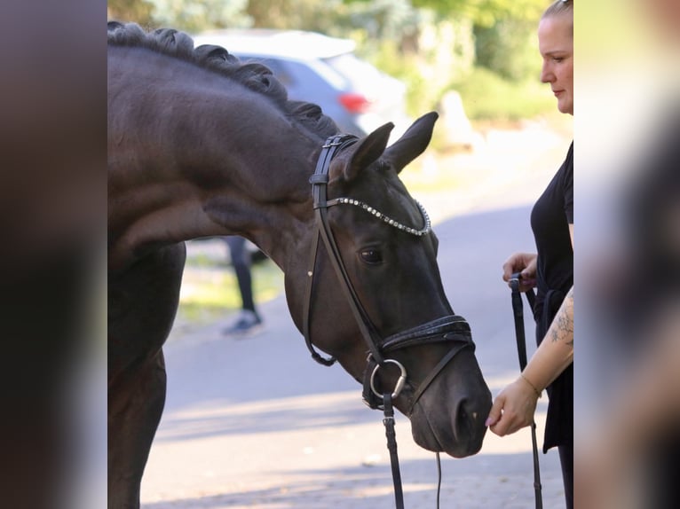 KWPN Mare 5 years 16,3 hh Black in Erftstadt
