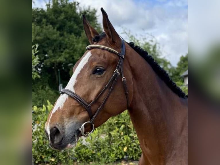 KWPN Mare 5 years 16,3 hh Brown in Bladel