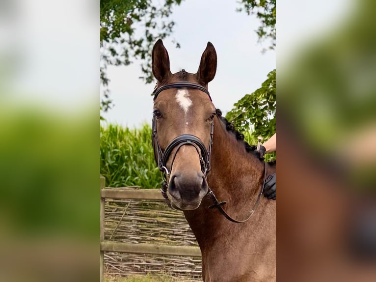 KWPN Mare 5 years 16,3 hh Brown in Lokeren