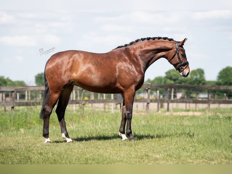KWPN Mare 5 years 16,3 hh Brown in Peer