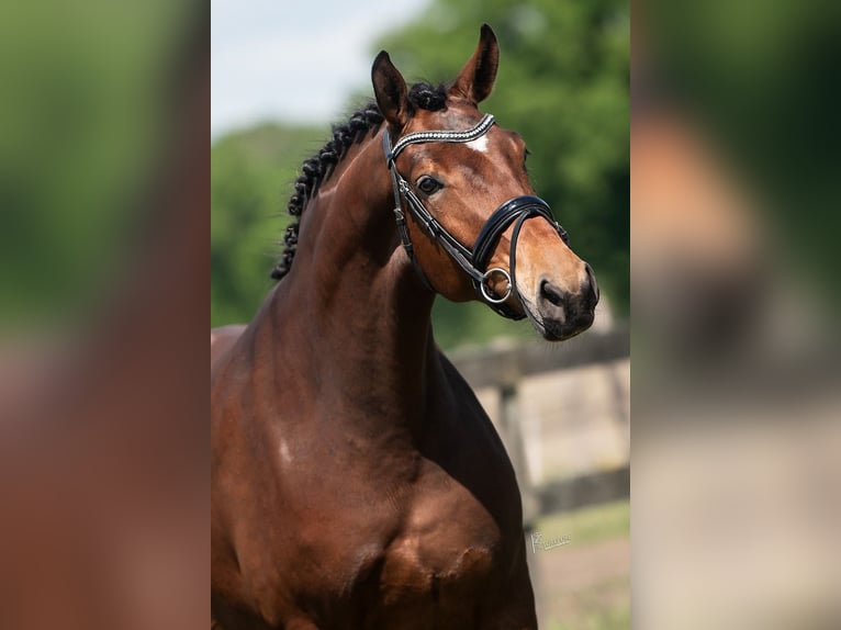 KWPN Mare 5 years 16,3 hh Brown in Peer