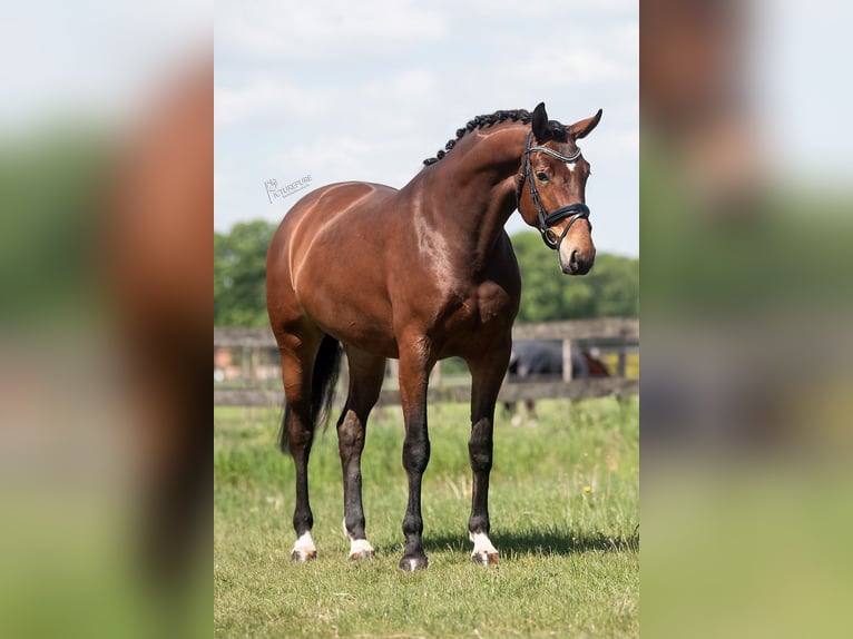 KWPN Mare 5 years 16,3 hh Brown in Peer
