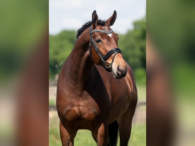 KWPN Mare 5 years 16,3 hh Brown in Peer