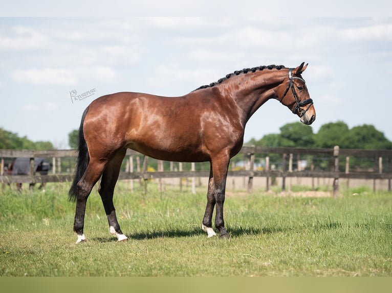 KWPN Mare 5 years 16,3 hh Brown in Peer
